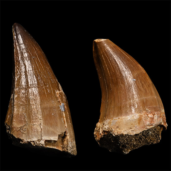 Two Mosasaur Marine Dinosaur Fossil Teeth