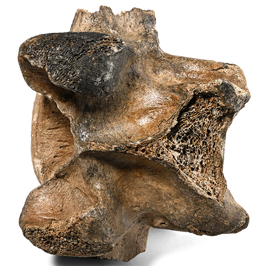 North Sea Fossil Bison Vertebra