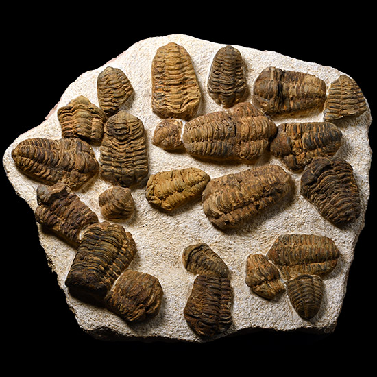 Flexicalymene Fossil Trilobite Cluster in Matrix