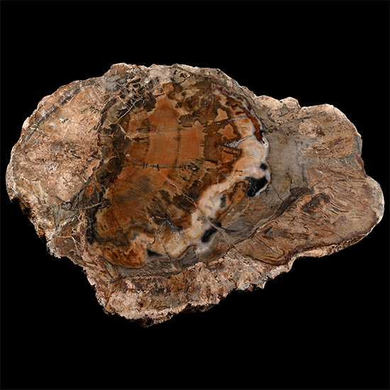 Cut and Polished Fossil Tree Slice