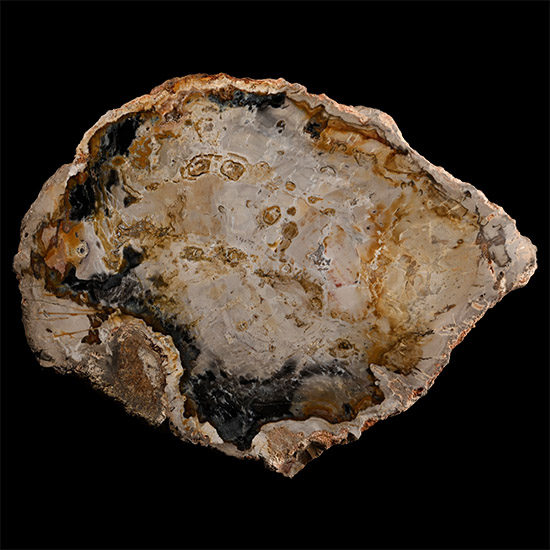 Cut and Polished Fossil Tree Slice