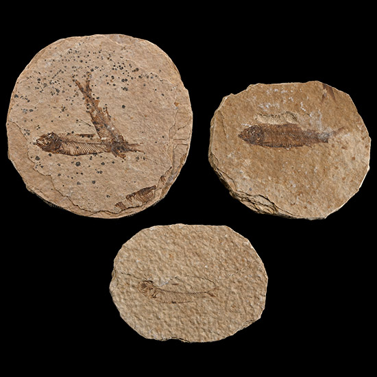 Three North American Knightia Fossil Fish