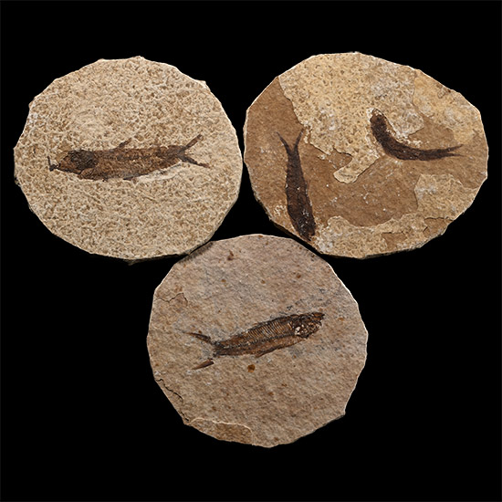 Three North American Knightia Fossil Fish