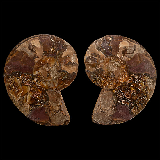Cut and Polished Cleoniceras Fossil Ammonite