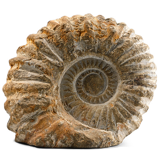 Agadir Fossil Ammonite