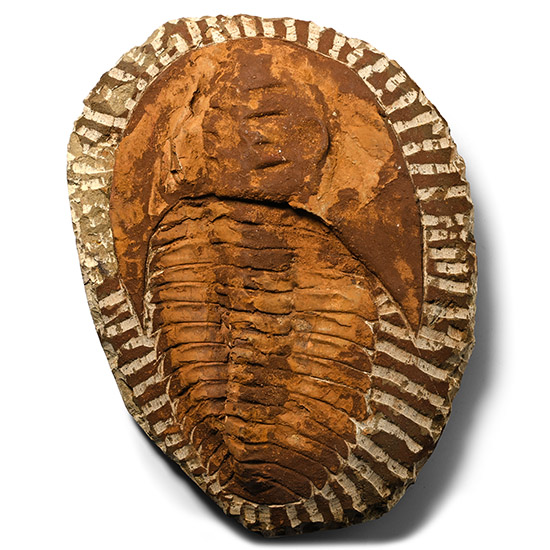 Cambropallas Fossil Trilobite