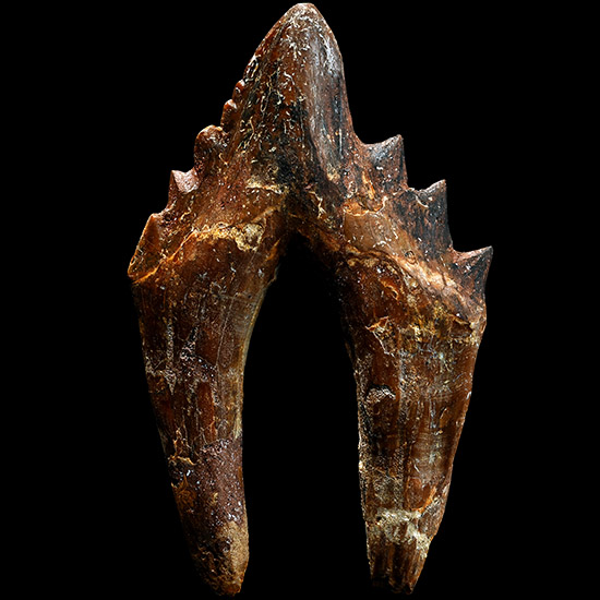 Large Chrysocetus Marine Dinosaur Double Rooted Fossil Tooth