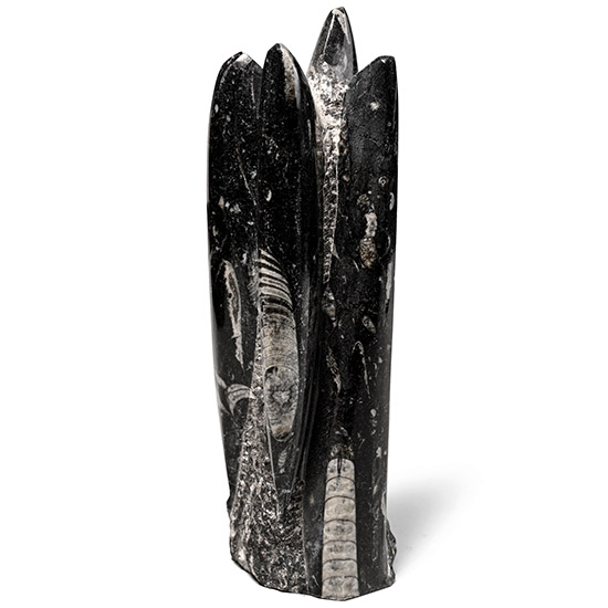 Fossil Orthoceras Polished Display Column