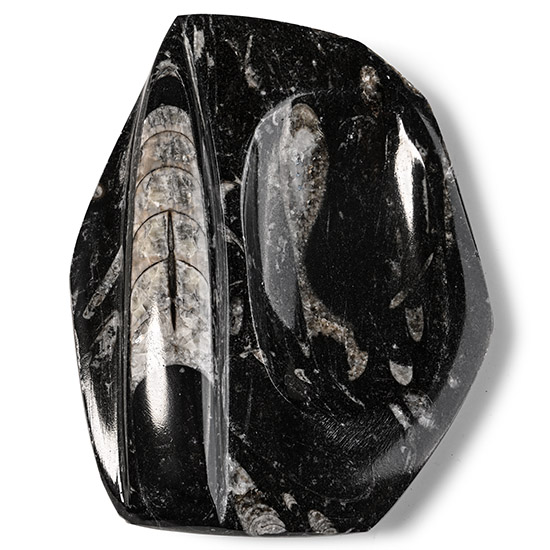 Fossil Orthoceras Polished Trinket Dish