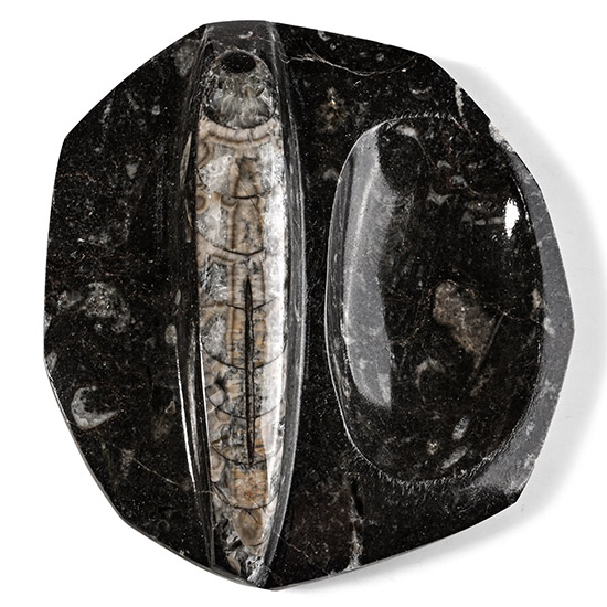 Fossil Orthoceras Polished Trinket Dish