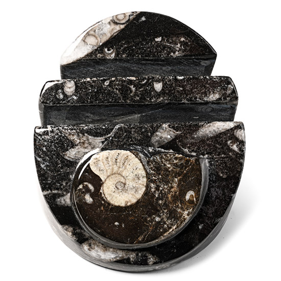 Fossil Goniatite Polished Letter Rack