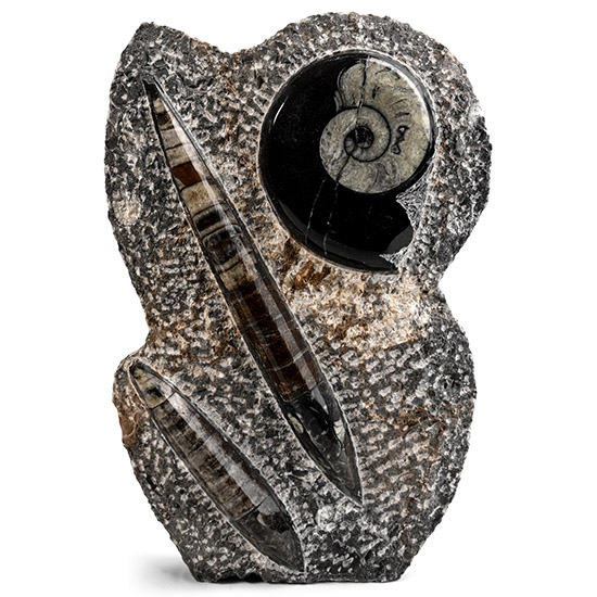 Fossil Goniatite and Orthoceras Display