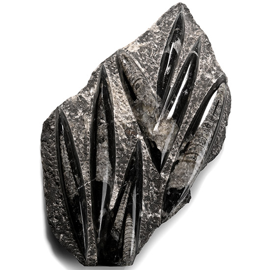 Fossil Orthoceras Plaque