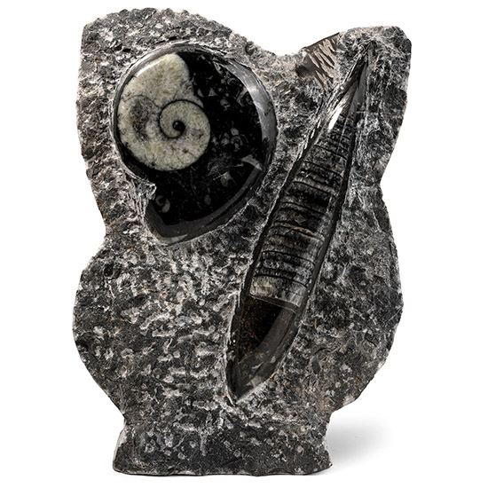 Fossil Goniatite and Orthoceras Display