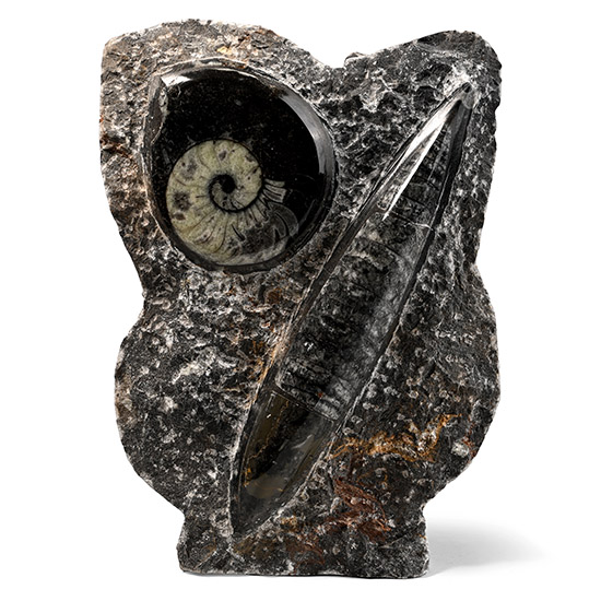 Fossil Goniatite and Orthoceras Display Stand