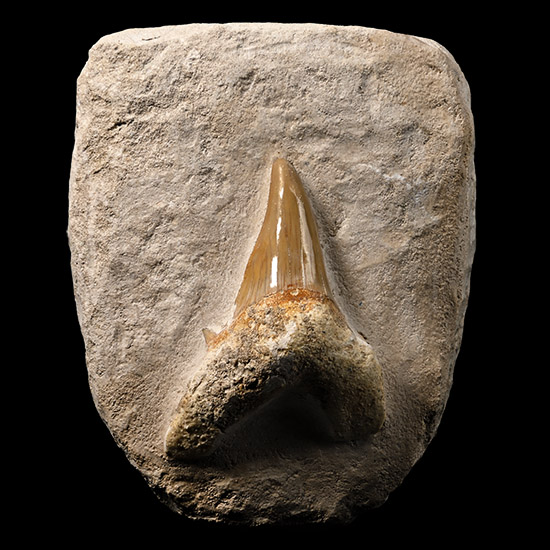 Fossil Otodus Extinct Shark Tooth Display