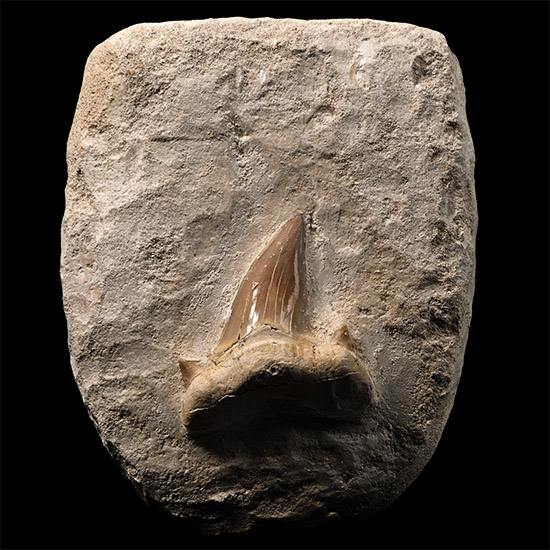 Otodus Extinct Shark Fossil Tooth Display