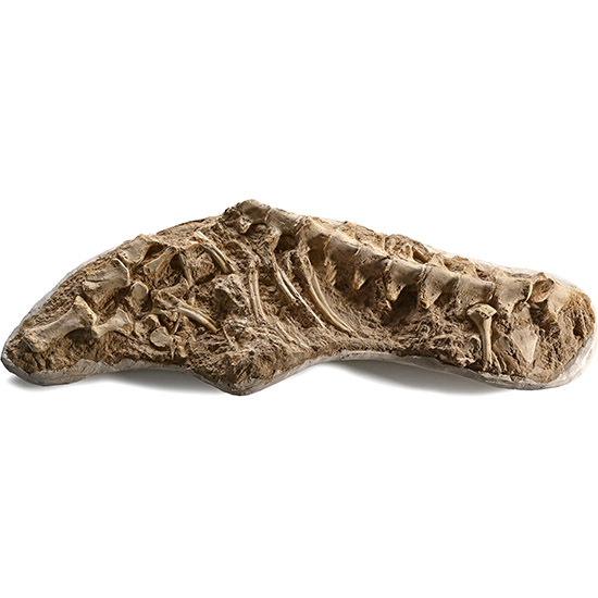 Mosasaur Marine Dinosaur Fossilised Part Paddle, Ribs and Vertebrae