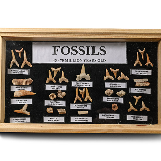 Fossil Shark Teeth and Bone Display