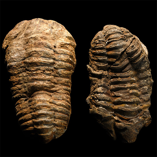 Fossil Flexicalymene Trilobite Group
