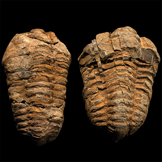 Fossil Flexicalymene Trilobite Pair
