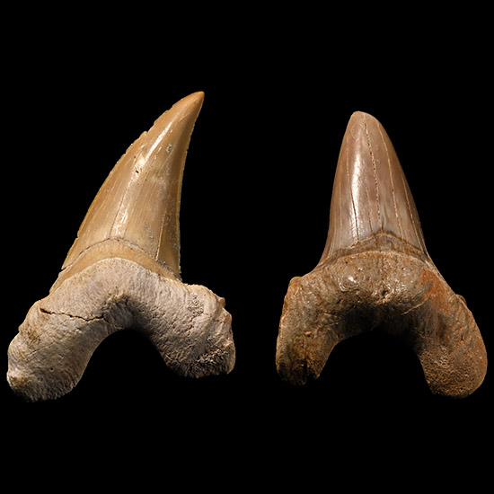 Two Large Otodus Extinct Sharks Fossil Teeth