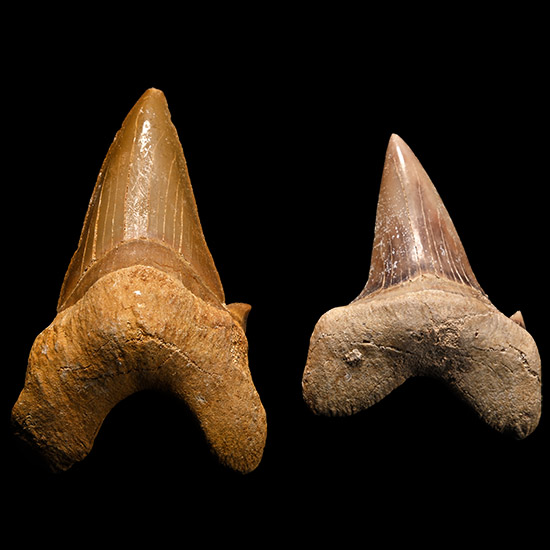 Large Otodus Extinct Shark Fossil Teeth Group