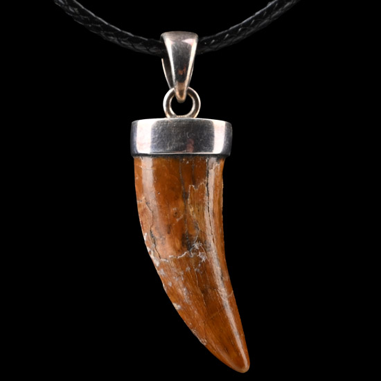 Spinosaurus Dinosaur Fossil Tooth Necklace