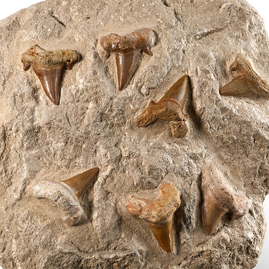 Multiple Otodus Extinct Shark Fossil Teeth Display
