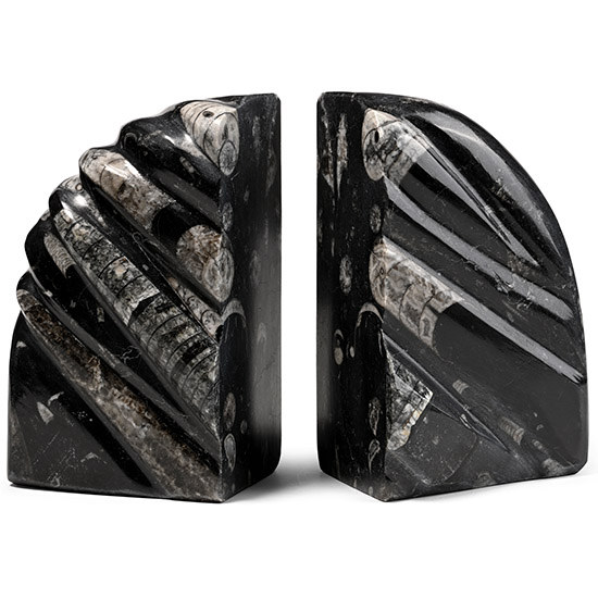 Polished Fossil Orthoceras Bookends