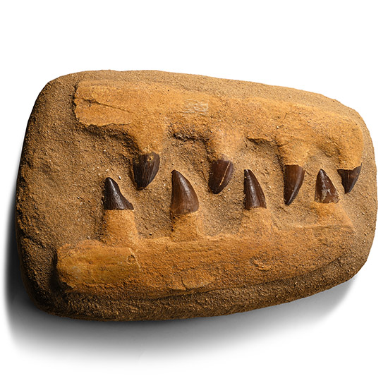 Mosasaur Marine Dinosaur Fossil Teeth in Composite Jaw