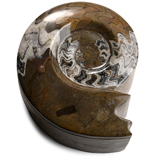 Fossil Goniatite Polished Trinket Box