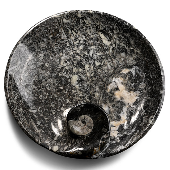 Fossil Goniatite Polished Round Dish