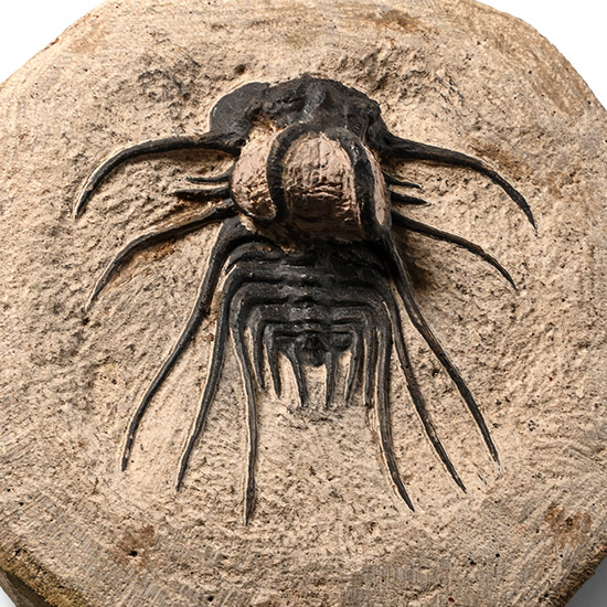 Dicranurus Fossil Trilobite in Matrix