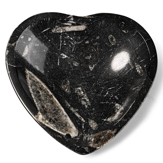 Fossil Orthoceras Polished Heart-Shaped Dish
