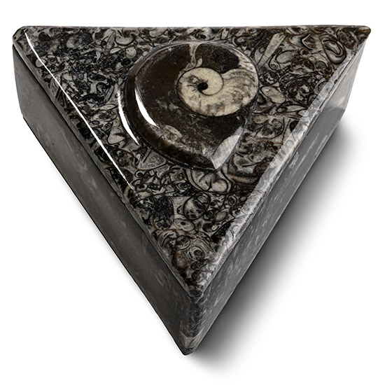 Fossil Goniatite Polished Triangular Trinket Box
