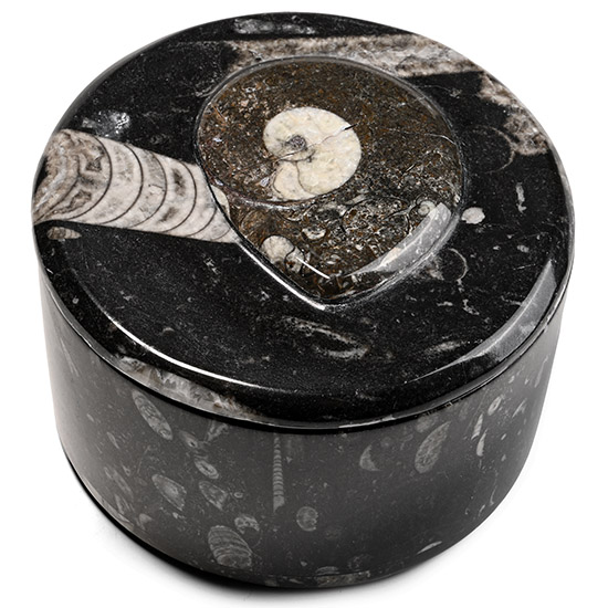 Fossil Goniatite Polished Round Trinket Box