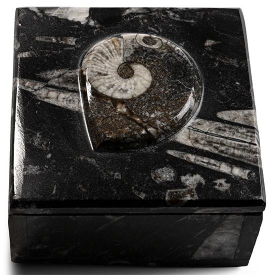 Fossil Goniatite Polished Square Trinket Box
