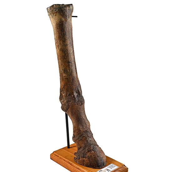 Ice Age Horse Fossil Leg Bone