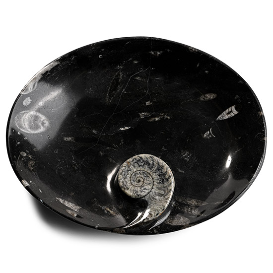 Oval Fossil Goniatite Dish
