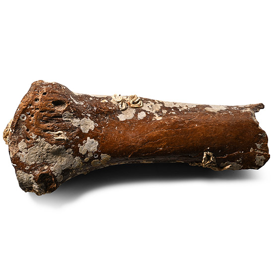 Large Woolly Mammoth Leg Bone