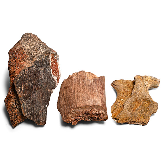 Spinosaurus Dinosaur Fossil Bone Fragment Group