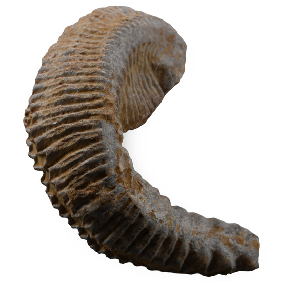 Rastellum Bivalve Fossil