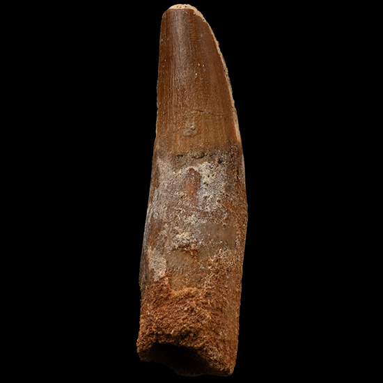 Spinosaurus Dinosaur Fossil Tooth