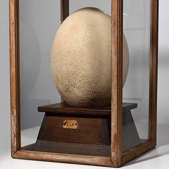 Intact Egg of the Aepyornis Maximus Elephant Bird