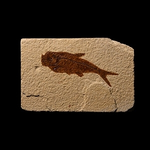 Natural History - Fossil Diplomystus Fish