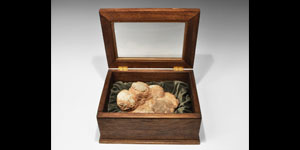 Geological Fossil Hadrosaur Dinosaur Egg Nest