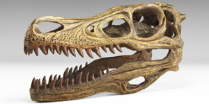 Natural History - Velociraptor Dinosaur Skull Replica