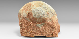 Natural History - Large Hadrosaur Dinosaur Egg