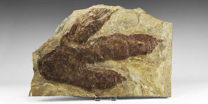 Large Dilophosaurus Dinosaur Footprint